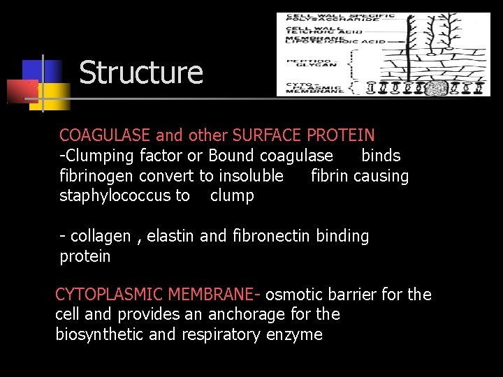 Structure COAGULASE and other SURFACE PROTEIN -Clumping factor or Bound coagulase binds fibrinogen convert