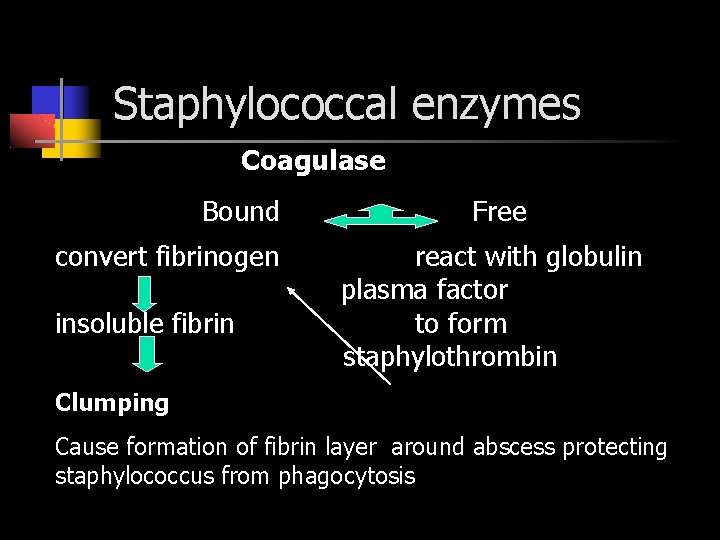 Staphylococcal enzymes Coagulase Bound convert fibrinogen insoluble fibrin Free react with globulin plasma factor
