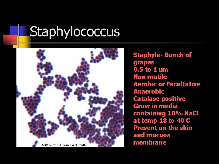 Staphylococcus Staphyle- Bunch of grapes 0. 5 to 1 um Non motile Aerobic or