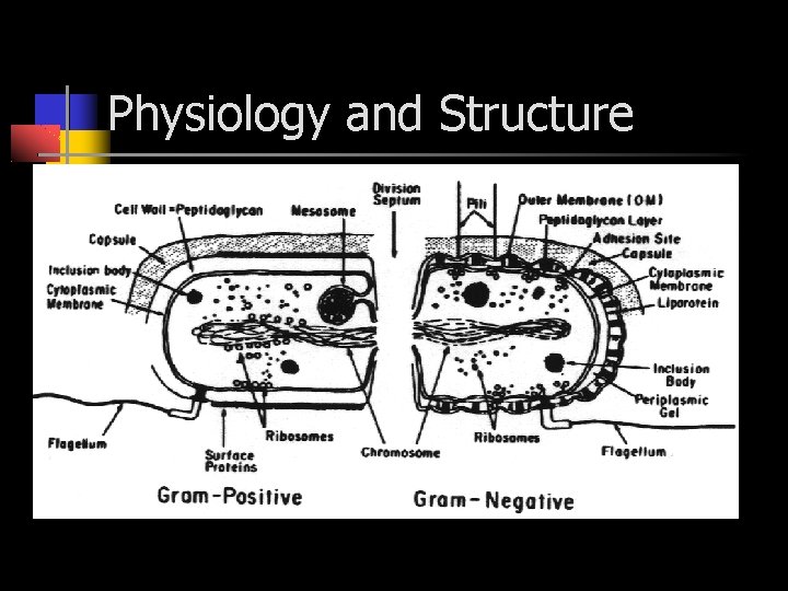 Physiology and Structure 