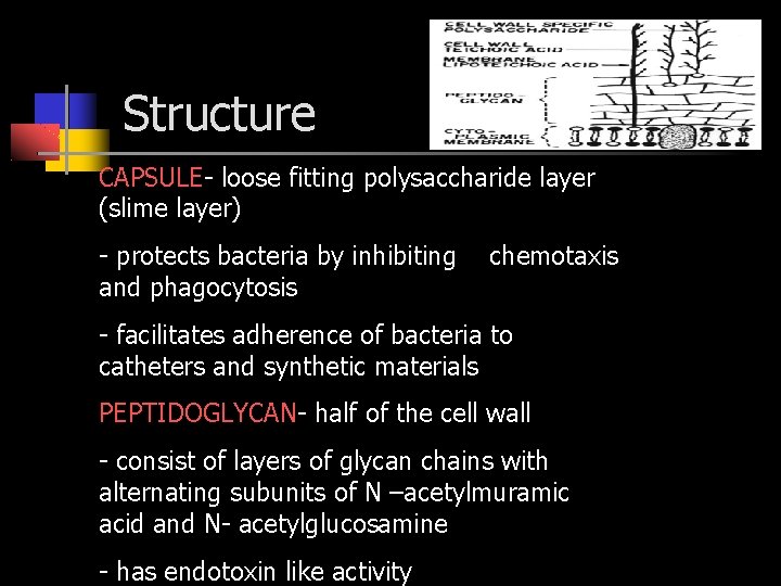 Structure CAPSULE- loose fitting polysaccharide layer (slime layer) - protects bacteria by inhibiting and