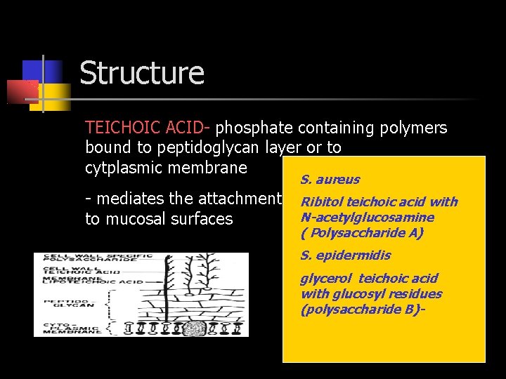 Structure TEICHOIC ACID- phosphate containing polymers bound to peptidoglycan layer or to cytplasmic membrane