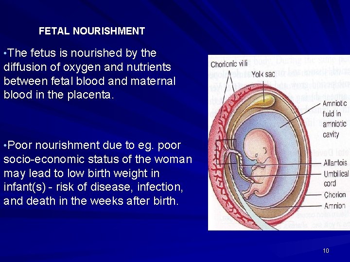 FETAL NOURISHMENT • The fetus is nourished by the diffusion of oxygen and nutrients