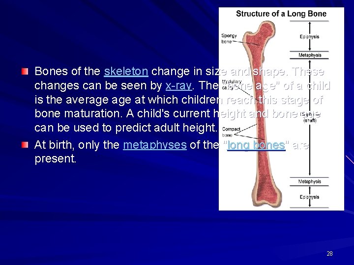 Bones of the skeleton change in size and shape. These changes can be seen