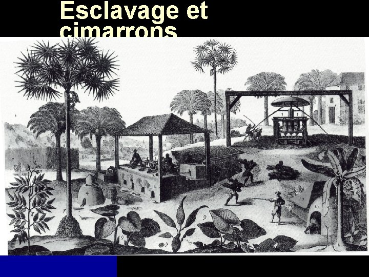 Esclavage et cimarrons 