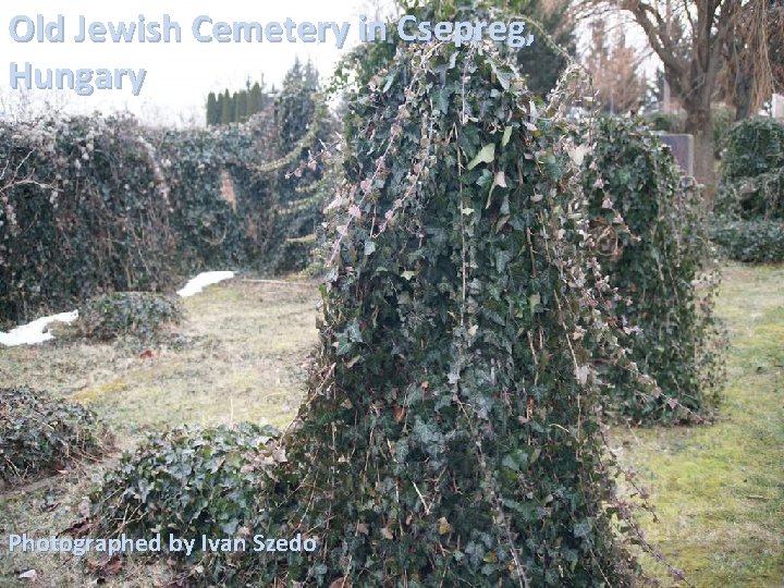 Old Jewish Cemetery in Csepreg, Hungary Photographed by Ivan Szedo 