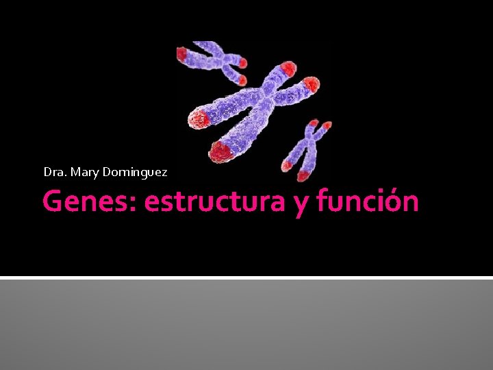 Dra. Mary Dominguez Genes: estructura y función Dra. Mary Dominguez Genes: estructura y función