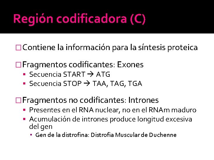 Región codificadora (C) �Contiene la información para la síntesis proteica �Fragmentos codificantes: Exones Secuencia Región codificadora (C) �Contiene la información para la síntesis proteica �Fragmentos codificantes: Exones Secuencia