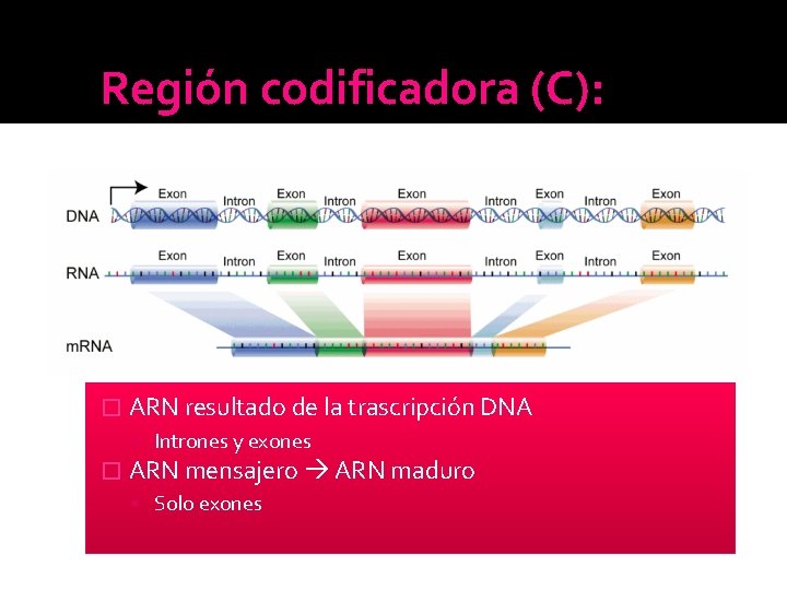 Región codificadora (C): � ARN resultado de la trascripción DNA Intrones y exones � Región codificadora (C): � ARN resultado de la trascripción DNA Intrones y exones �