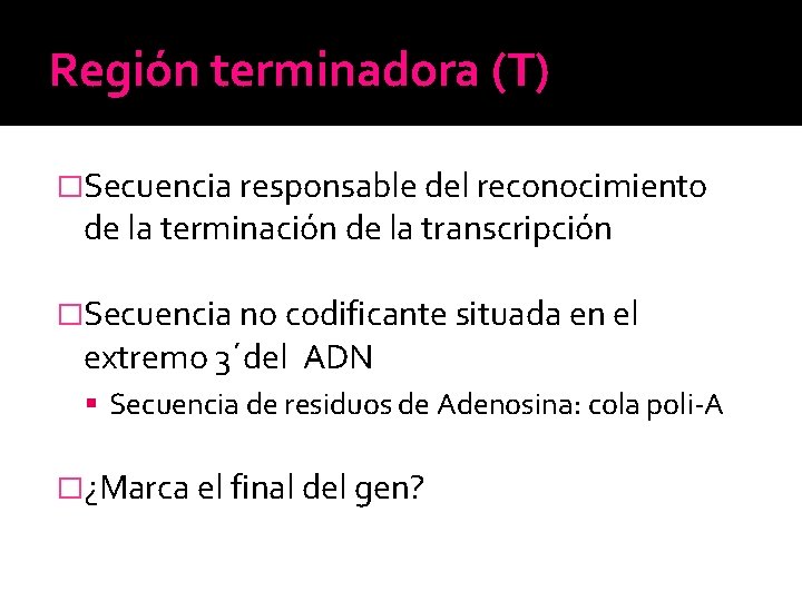 Región terminadora (T) �Secuencia responsable del reconocimiento de la terminación de la transcripción �Secuencia Región terminadora (T) �Secuencia responsable del reconocimiento de la terminación de la transcripción �Secuencia