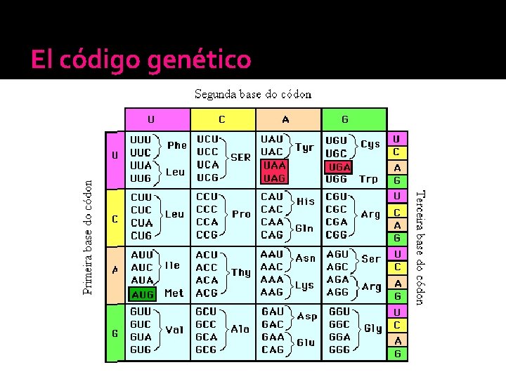 El código genético El código genético