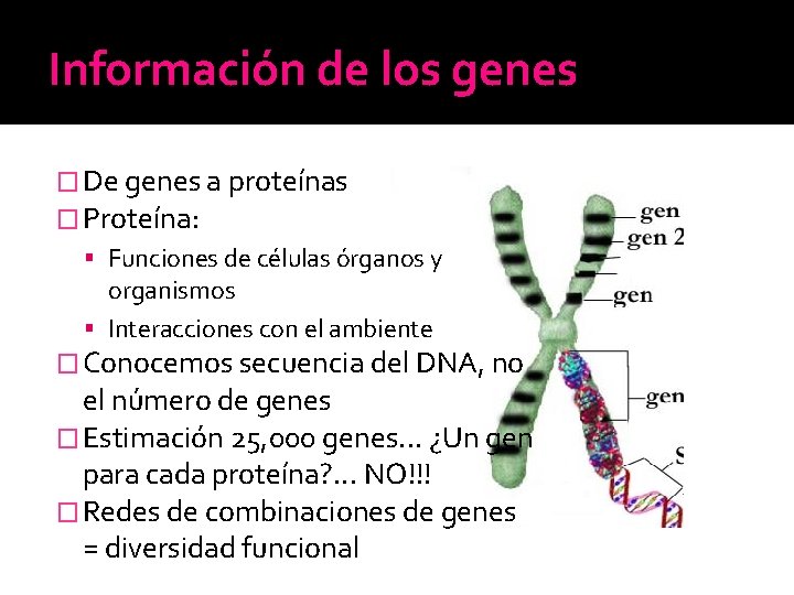 Información de los genes � De genes a proteínas � Proteína: Funciones de células Información de los genes � De genes a proteínas � Proteína: Funciones de células