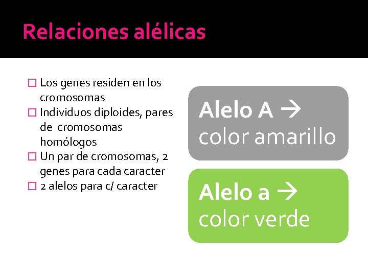 Relaciones alélicas � Los genes residen en los cromosomas � Individuos diploides, pares de Relaciones alélicas � Los genes residen en los cromosomas � Individuos diploides, pares de