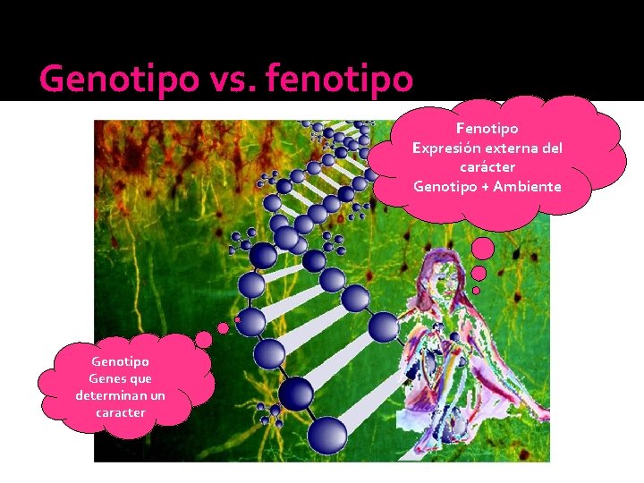 Genotipo vs. fenotipo Fenotipo Expresión externa del carácter Genotipo + Ambiente Genotipo Genes que Genotipo vs. fenotipo Fenotipo Expresión externa del carácter Genotipo + Ambiente Genotipo Genes que