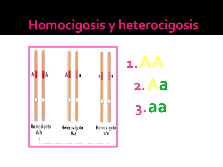Homocigosis y heterocigosis 1. AA 2. Aa 3. aa Homocigosis y heterocigosis 1. AA 2. Aa 3. aa