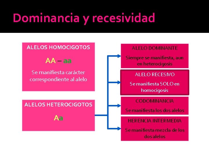 Dominancia y recesividad ALELOS HOMOCIGOTOS ALELO DOMINANTE AA – aa Siempre se manifiesta, aun Dominancia y recesividad ALELOS HOMOCIGOTOS ALELO DOMINANTE AA – aa Siempre se manifiesta, aun