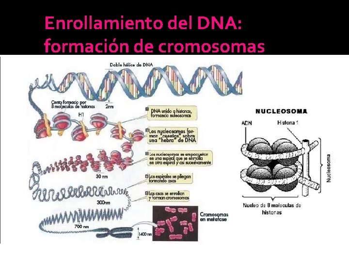 Enrollamiento del DNA: formación de cromosomas Enrollamiento del DNA: formación de cromosomas