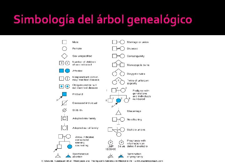 Simbología del árbol genealógico Simbología del árbol genealógico