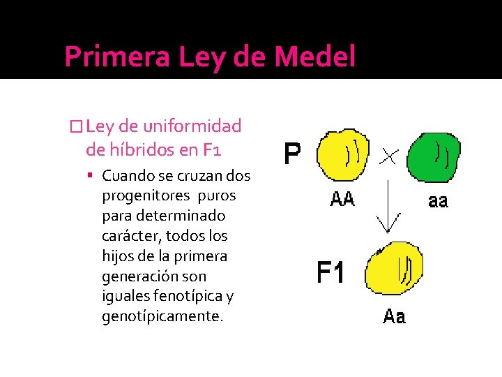 Primera Ley de Medel � Ley de uniformidad de híbridos en F 1 Cuando Primera Ley de Medel � Ley de uniformidad de híbridos en F 1 Cuando