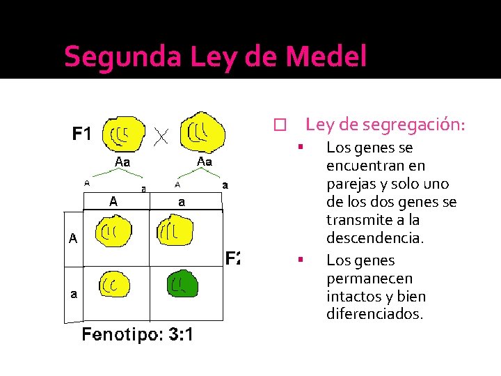 Segunda Ley de Medel Ley de segregación: � Los genes se encuentran en parejas Segunda Ley de Medel Ley de segregación: � Los genes se encuentran en parejas