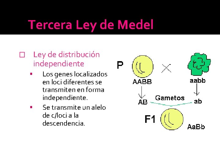Tercera Ley de Medel Ley de distribución independiente � Los genes localizados en loci Tercera Ley de Medel Ley de distribución independiente � Los genes localizados en loci