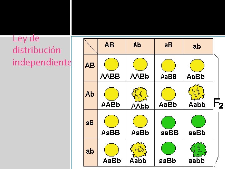 Ley de distribución independiente Ley de distribución independiente
