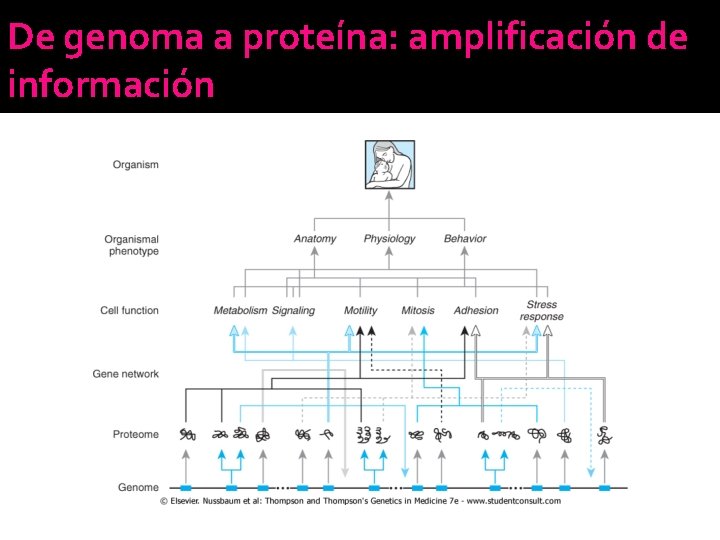 De genoma a proteína: amplificación de información De genoma a proteína: amplificación de información