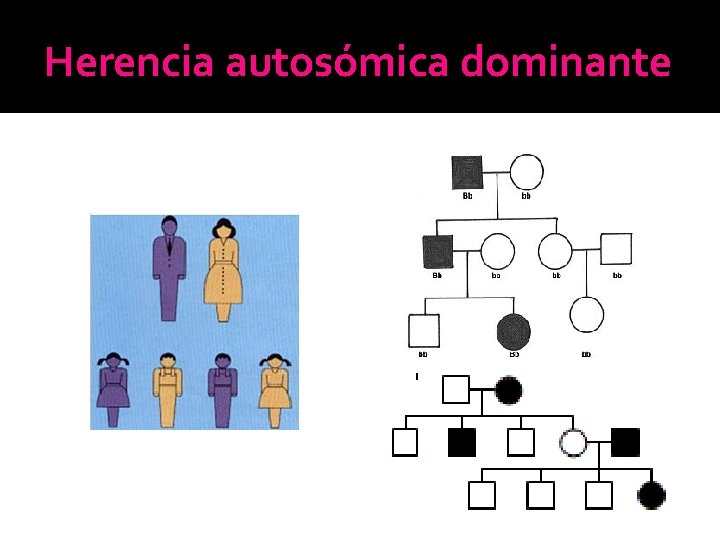 Herencia autosómica dominante Herencia autosómica dominante