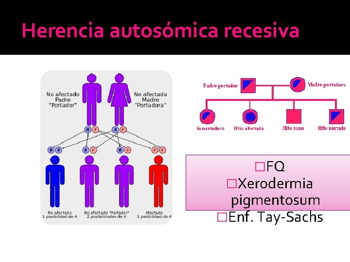 Herencia autosómica recesiva �FQ �Xerodermia pigmentosum �Enf. Tay-Sachs Herencia autosómica recesiva �FQ �Xerodermia pigmentosum �Enf. Tay-Sachs