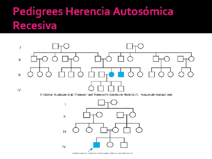 Pedigrees Herencia Autosómica Recesiva Pedigrees Herencia Autosómica Recesiva