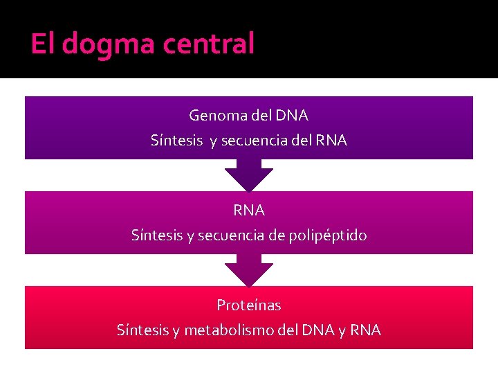 El dogma central Genoma del DNA Síntesis y secuencia del RNA Síntesis y secuencia El dogma central Genoma del DNA Síntesis y secuencia del RNA Síntesis y secuencia