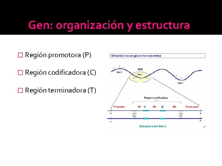 Gen: organización y estructura � Región promotora (P) � Región codificadora (C) � Región Gen: organización y estructura � Región promotora (P) � Región codificadora (C) � Región