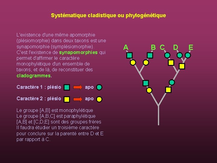 Systématique cladistique ou phylogénétique L'existence d'une même apomorphie (plésiomorphie) dans deux taxons est une