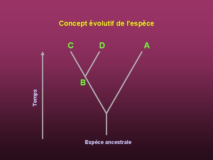 Concept évolutif de l'espèce C D Temps B Espèce ancestrale A 