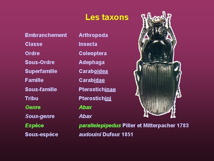 Les taxons Embranchement Arthropoda Classe Insecta Ordre Coleoptera Sous-Ordre Adephaga Superfamille Caraboidea Famille Carabidae