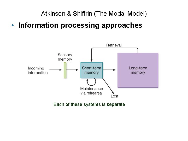 Atkinson & Shiffrin (The Modal Model) • Information processing approaches Each of these systems