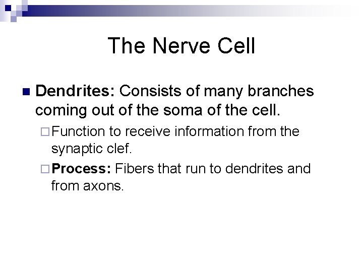 The Nerve Cell n Dendrites: Consists of many branches coming out of the soma