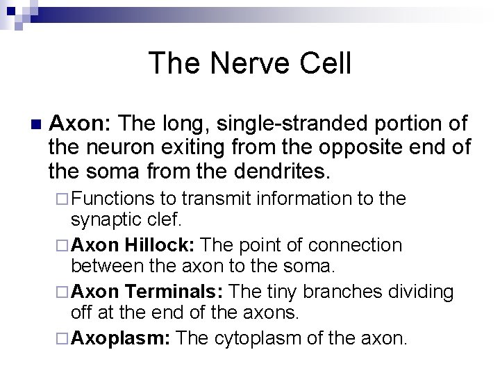 The Nerve Cell n Axon: The long, single-stranded portion of the neuron exiting from