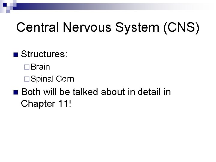 Central Nervous System (CNS) n Structures: ¨ Brain ¨ Spinal n Corn Both will