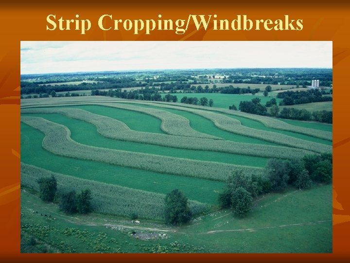 Strip Cropping/Windbreaks 
