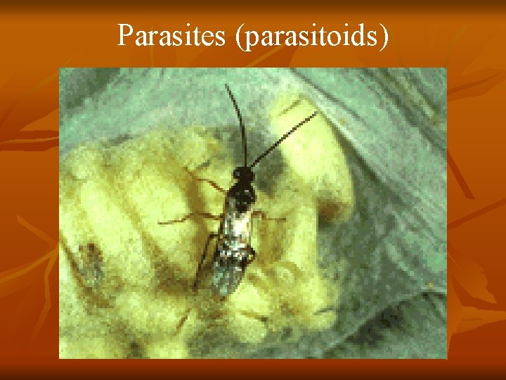 Parasites (parasitoids) 