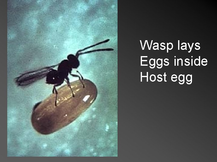 Wasp lays Eggs inside Host egg 