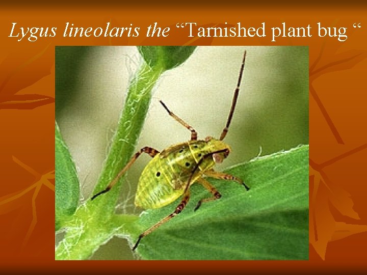 Lygus lineolaris the “Tarnished plant bug “ 