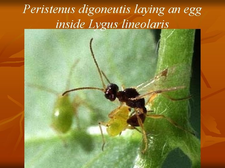 Peristenus digoneutis laying an egg inside Lygus lineolaris 