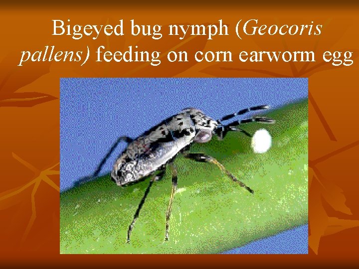 Bigeyed bug nymph (Geocoris pallens) feeding on corn earworm egg 