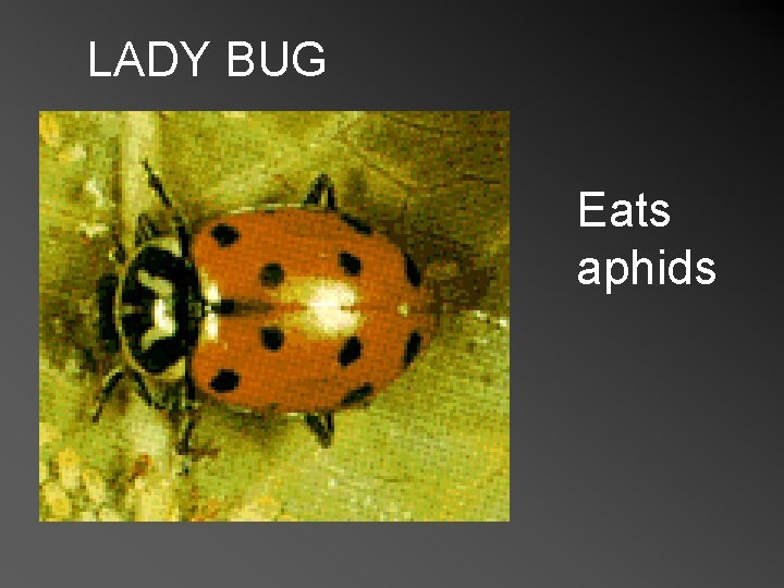 LADY BUG Eats aphids 