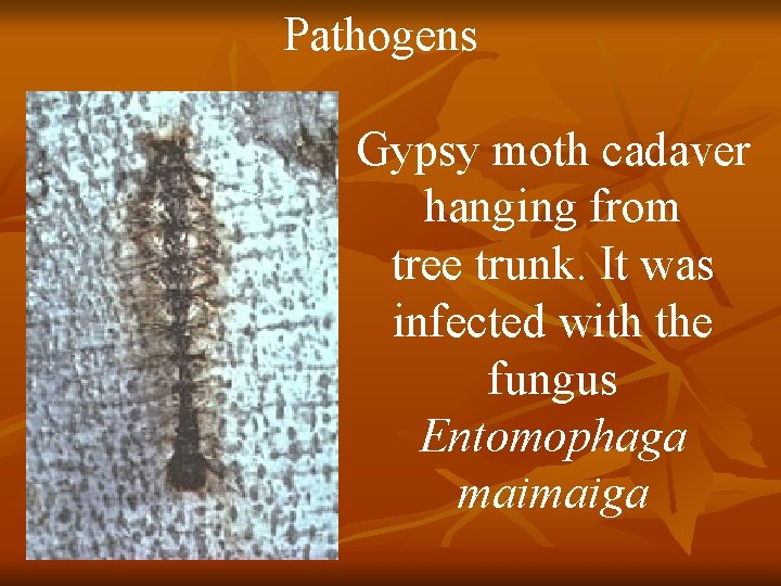 Pathogens Gypsy moth cadaver hanging from tree trunk. It was infected with the fungus