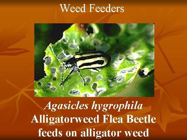 Weed Feeders Agasicles hygrophila Alligatorweed Flea Beetle feeds on alligator weed 