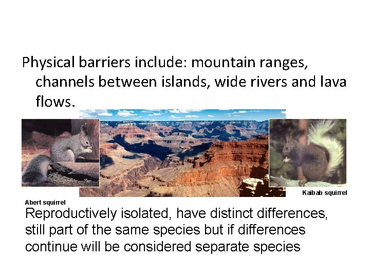 Physical barriers include: mountain ranges, channels between islands, wide rivers and lava flows. Kaibab Physical barriers include: mountain ranges, channels between islands, wide rivers and lava flows. Kaibab