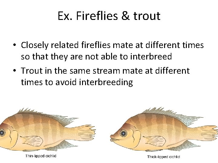 Ex. Fireflies & trout • Closely related fireflies mate at different times so that Ex. Fireflies & trout • Closely related fireflies mate at different times so that